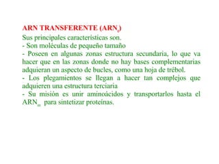   ARN TRANSFERENTE (ARN t ) Sus principales características son. - Son moléculas de pequeño tamaño - Poseen en algunas zonas estructura secundaria, lo que va hacer que en las zonas donde no hay bases complementarias adquieran un aspecto de bucles, como una hoja de trébol. - Los plegamientos se llegan a hacer tan complejos que adquieren una estructura terciaria - Su misión es unir aminoácidos y transportarlos hasta el ARN m   para sintetizar proteínas.   