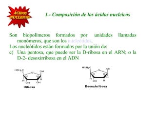   Son biopolímeros formados por  unidades llamadas monómeros, que son los  nucleótidos . Los nucleótidos están formados por la unión de: Una pentosa, que puede ser la D-ribosa en el ARN; o la D-2- desoxirribosa en el ADN            1.- Composición de los ácidos nucleicos 
