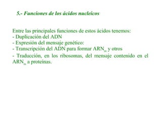 5.- Funciones de los ácidos nucleicos   Entre las principales funciones de estos ácidos tenemos: - Duplicación del ADN - Expresión del mensaje genético: - Transcripción del ADN para formar ARN m  y otros - Traducción, en los ribosomas, del mensaje contenido en el  ARN m  a proteínas.   