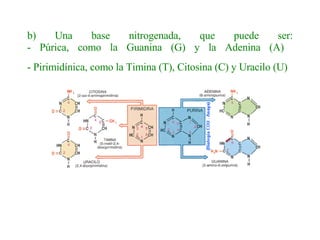 b) Una base nitrogenada, que puede ser: - Púrica, como la Guanina (G) y la Adenina (A)  - Pirimidínica, como la Timina (T), Citosina (C) y Uracilo (U)   