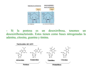 - Si la pentosa es un desoxirribosa, tenemos un desoxirribonucleósido. Estos tienen como bases nitrogenadas la adenina, citosina, guanina y timina.   