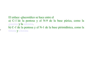 El enlace -glucosídico se hace entre el  a) C-1´de la pentosa y el N-9 de la base púrica, como la  guanina  y la  adenina . b) C-1´de la pentosa y el N-1 de la base pìrimidínica, como la  timina  y  citosina   