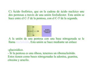 C) Ácido fosfórico, que en la cadena de ácido nucleico une dos pentosas a través de una unión fosfodiester. Esta unión se hace entre el C-3´de la pentosa, con el C-5´de la segunda. A la unión de una pentosa con una base nitrogenada se le llama  nucleósido . Esta unión se hace mediante un enlace  -glucosídico. - Si la pentosa es una ribosa, tenemos un ribonucleótido. Estos tienen como bases nitrogenadas la adenina, guanina, citosina y uracilo.  