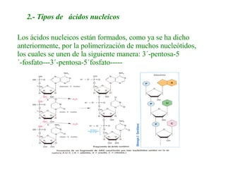 2.- Tipos de   ácidos nucleicos   Los ácidos nucleicos están formados, como ya se ha dicho anteriormente, por la polimerización de muchos nucleótidos, los cuales se unen de la siguiente manera: 3´-pentosa-5´-fosfato---3´-pentosa-5´fosfato-----   