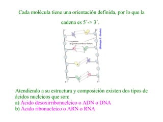 Cada molécula tiene una orientación definida, por lo que la cadena es 5´-> 3´.   Atendiendo a su estructura y composición existen dos tipos de ácidos nucleicos que son:   a)  Ácido desoxirribonucleico o ADN o DNA b)  Ácido ribonucleico o ARN o RNA   