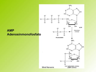 AMP
Adenosinmonofosfato
Mirel Nervenis
 