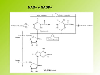 NAD+ y NADP+
Mirel Nervenis
 