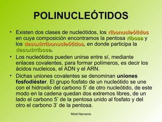 POLINUCLEÓTIDOS
• Existen dos clases de nucleótidos, los ribonucleótidosribonucleótidos
en cuya composición encontramos la pentosa ribosaribosa y
los desoxirribonucleótidosdesoxirribonucleótidos, en donde participa la
desoxirribosadesoxirribosa.
• Los nucleótidos pueden unirse entre sí, mediante
enlaces covalentes, para formar polímeros, es decir los
ácidos nucleicos, el ADN y el ARN.
• Dichas uniones covalentes se denominan uniones
fosfodiéster. El grupo fosfato de un nucleótido se une
con el hidroxilo del carbono 5’ de otro nucleótido, de este
modo en la cadena quedan dos extremos libres, de un
lado el carbono 5’ de la pentosa unido al fosfato y del
otro el carbono 3’ de la pentosa.
Mirel Nervenis
 