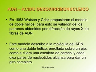 ADN – ÁCIDO DESOXIRRIBONUCLEICOADN – ÁCIDO DESOXIRRIBONUCLEICO
• En 1953 Watson y Crick propusieron el modelo
de doble hélice, para esto se valieron de los
patrones obtenidos por difracción de rayos X de
fibras de ADN.
• Este modelo describe a la molécula del ADN
como una doble hélice, enrollada sobre un eje,
como si fuera una escalera de caracol y cada
diez pares de nucleótidos alcanza para dar un
giro completo.
Mirel Nervenis
 