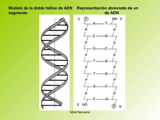 Modelo de la doble hélice de ADN Representación abreviada de un
segmento de ADN
Mirel Nervenis
 