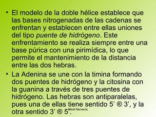 • El modelo de la doble hélice establece que
las bases nitrogenadas de las cadenas se
enfrentan y establecen entre ellas uniones
del tipo puente de hidrógeno. Este
enfrentamiento se realiza siempre entre una
base púrica con una pirimídica, lo que
permite el mantenimiento de la distancia
entre las dos hebras.
• La Adenina se une con la timina formando
dos puentes de hidrógeno y la citosina con
la guanina a través de tres puentes de
hidrógeno. Las hebras son antiparalelas,
pues una de ellas tiene sentido 5’ ® 3’, y la
otra sentido 3’ ® 5’.
Mirel Nervenis
 
