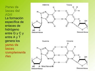 Pares dePares de
bases delbases del
ADNADN:
La formación
específica de
enlaces de
hidrógeno
entre G y C y
entre A y T
genera los
pares depares de
basesbases
complementacomplementa
riasrias
Mirel Nervenis
 