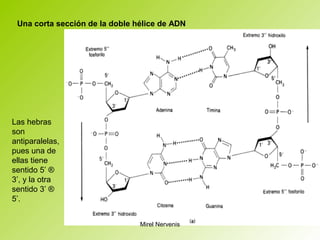 Las hebras
son
antiparalelas,
pues una de
ellas tiene
sentido 5’ ®
3’, y la otra
sentido 3’ ®
5’.
Una corta sección de la doble hélice de ADN
Mirel Nervenis
 