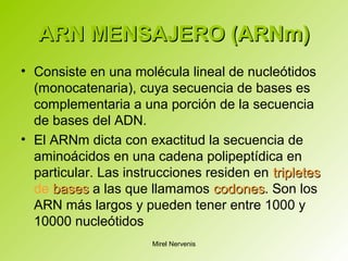 ARN MENSAJERO (ARNm)ARN MENSAJERO (ARNm)
• Consiste en una molécula lineal de nucleótidos
(monocatenaria), cuya secuencia de bases es
complementaria a una porción de la secuencia
de bases del ADN.
• El ARNm dicta con exactitud la secuencia de
aminoácidos en una cadena polipeptídica en
particular. Las instrucciones residen en tripletestripletes
de basesbases a las que llamamos codonescodones. Son los
ARN más largos y pueden tener entre 1000 y
10000 nucleótidos
Mirel Nervenis
 