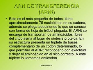 ARN DE TRANSFERENCIAARN DE TRANSFERENCIA
(ARNt)(ARNt)
• Este es el más pequeño de todos, tiene
aproximadamente 75 nucleótidos en su cadena,
además se pliega adquiriendo lo que se conoce
con forma de hoja de trébol plegada. El ARNt se
encarga de transportar los aminoácidos libres
del citoplasma al lugar de síntesis proteica. En
su estructura presenta un triplete de bases
complementario de un codón determinado, lo
que permitirá al ARNt reconocerlo con exactitud
y dejar el aminoácido en el sitio correcto. A este
triplete lo llamamos anticodón.
Mirel Nervenis
 