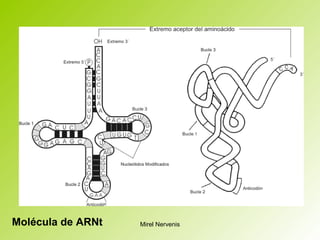 Molécula de ARNt Mirel Nervenis
 
