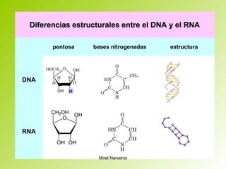Diferencias estructurales entre el DNA y el RNADiferencias estructurales entre el DNA y el RNA
pentosa bases nitrogenadas estructura
DNA
RNA
Mirel Nervenis
 