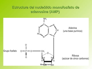 Estructura del nucleótidoEstructura del nucleótido monofosfato demonofosfato de
adenosinaadenosina (AMP)(AMP)
Mirel Nervenis
 