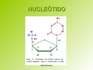 NUCLEÓTIDONUCLEÓTIDO
Mirel Nervenis
 