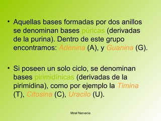 • Aquellas bases formadas por dos anillos
se denominan bases púricas (derivadas
de la purina). Dentro de este grupo
encontramos: Adenina (A), y Guanina (G).
• Si poseen un solo ciclo, se denominan
bases pirimidínicas (derivadas de la
pirimidina), como por ejemplo la Timina
(T), Citosina (C), Uracilo (U).
Mirel Nervenis
 