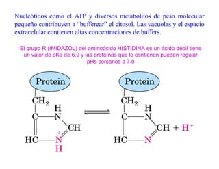Nucleótidos como el ATP y diversos metabolitos de peso molecular
pequeño contribuyen a “bufferear” el citosol. Las vacuolas y el espacio
extracelular
e tracel lar contienen altas concentraciones de b ffers
                                                buffers.

 El grupo R (IMIDAZOL) del aminoácido HISTIDINA es un ácido débil tiene
  un valor de pKa de 6.0 y las proteínas que lo contienen pueden regular
                            pHs cercanos a 7.0
 