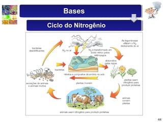 Bases Ciclo do Nitrogênio 