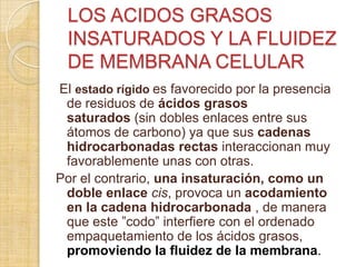 LOS ACIDOS GRASOS
INSATURADOS Y LA FLUIDEZ
DE MEMBRANA CELULAR
El estado rígido es favorecido por la presencia
de residuos de ácidos grasos
saturados (sin dobles enlaces entre sus
átomos de carbono) ya que sus cadenas
hidrocarbonadas rectas interaccionan muy
favorablemente unas con otras.
Por el contrario, una insaturación, como un
doble enlace cis, provoca un acodamiento
en la cadena hidrocarbonada , de manera
que este ”codo” interfiere con el ordenado
empaquetamiento de los ácidos grasos,
promoviendo la fluidez de la membrana.

 