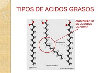 TIPOS DE ACIDOS GRASOS
ACODAMIENTO
DE LA DOBLE
LIGADURA

 