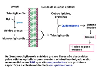 Célula da mucosa epitelial

   Triacilgliceróis                Outros lipídios,
                                     proteínas


                                           Quilomicrons           Sistema
                                                                  linfático
 Ácidos graxos
                                  Triacilgliceróis
                                                                 Sangue
Monoacilgliceróis


                                                     • Tecido adiposo
                                                     • Músculo

 Os 2-monoacilgliceróis e ácidos graxos livres são absorvidos
 pelas células epiteliais que revestem o intestino delgado e são
 reconvertidos em TAG que são empacotados com proteínas
 específicas e colesterol da dieta em quilomicrons.
 