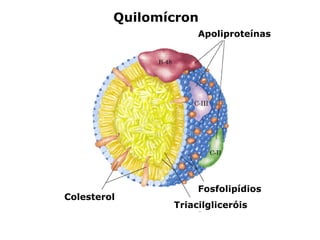 Quilomícron
                     Apoliproteínas




                     Fosfolipídios
Colesterol
                Triacilgliceróis
 