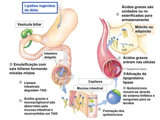 Lipídios ingeridos                                     Ácidos graxos são
        da dieta                                               oxidados ou re-
                                                               esterificados para
                                                               armazenamento
    Vesícula biliar
                                                                        Miócito ou
                                                                        adipócito




                      Intestino
                      delgado                                   Ácidos graxos
                                                                entram nas células
1 Emulsificação com
sais biliares formando
micelas mistas                                                     Ativação da
                                                                lipoproteína
        Lipases                          Capilares              lipase
        intestinais
                                  Mucosa intestinal                Quilomicrons
        degradam TAG
                                                                movem-se através
                                                                do sistema linfático e
        Ácidos graxos e                                         sanguíneo para os
        monoacilglicerol são                                    tecidos
        absorvidos pela
        mucosa intestinal e                          Formação dos
        reconvertidos em TAG                         quilomicrons
 