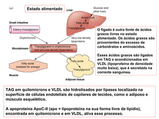 Estado alimentado




                                                 O fígado é outra fonte de ácidos
                                                 graxos livres no estado
                                                 alimentado. Os ácidos graxos são
                                                 provenientes do excesso de
                                                 carboidratos e aminoácidos.

                                                 Esses ácidos graxos são ligados
                                                 em TAG e acondicionados em
                                                 VLDL (lipoproteína de densidade
                                                 muito baixa), que é secretada na
                                                 corrente sanguínea.



TAG em quilomicrons e VLDL são hidrolisados por lipases localizada na
superfície de células endoteliais de capilares de tecidos, como o adiposo e
músculo esquelético.

A apoproteína ApoC-II (apo = lipoproteína na sua forma livre de lipídio),
encontrada em quilomicrons e em VLDL, ativa esse processo.
 