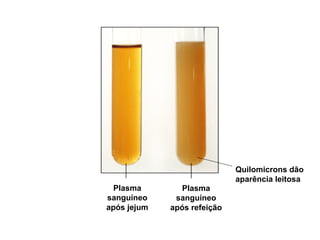 Quilomicrons dão
                             aparência leitosa
  Plasma        Plasma
sanguíneo     sanguíneo
após jejum   após refeição
 