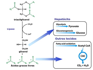 triacilglicerol      Hepatócito


Lipase



                          Outros tecidos



         glicerol




   Ácidos graxos livres
 