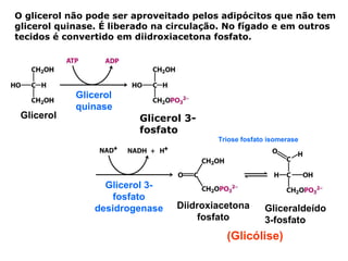 O glicerol não pode ser aproveitado pelos adipócitos que não tem
glicerol quinase. É liberado na circulação. No fígado e em outros
tecidos é convertido em diidroxiacetona fosfato.




            Glicerol
            quinase
 Glicerol                Glicerol 3-
                         fosfato
                                         Triose fosfato isomerase




                  Glicerol 3-
                    fosfato
                desidrogenase   Diidroxiacetona       Gliceraldeído
                                     fosfato          3-fosfato
                                           (Glicólise)
 