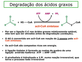 Degradação dos ácidos graxos




                            acil-CoA sintetase
• Por ser a ligação C-C nos ácidos graxos relativamente estável,
  eles tem que ser ativados antes da degradação (oxidação).

• O AG é convertido em acil-CoA em reação de 2 passos pela acil-
  CoA sintetase.

• Os acil-CoA são compostos ricos em energia.

• A ligação tioéster é formada as custas da quebra de uma
  ligação anidrido fosfórico ATP → AMP +PPi

• O pirofosfato é hidrolisado a 2 Pi numa reação irreversível, que
  torna o processo todo irreversível
 