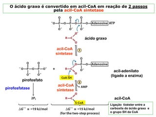 O ácido graxo é convertido em acil-CoA em reação de 2 passos
                     pela acil-CoA sintetase




                                  ácido graxo

                       acil-CoA
                      sintetase



                                                  acil-adenilato
                                                (ligado a enzima)
        pirofosfato
                       acil-CoA
pirofosfatase         sintetase

                                                  acil-CoA
                                                Ligação tioéster entre a
                                                carboxila do ácido graxo e
                                                o grupo SH da CoA
 