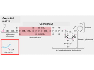 Grupo tiol
reativo
             Coenzima A
 