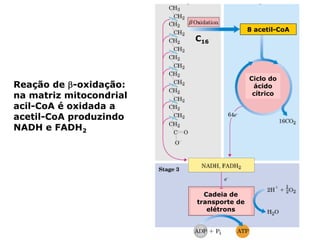 8 acetil-CoA
                         C16



                                         Ciclo do
Reação de β-oxidação:                     ácido
na matriz mitocondrial                    cítrico

acil-CoA é oxidada a
acetil-CoA produzindo
NADH e FADH2




                           Cadeia de
                         transporte de
                            elétrons
 