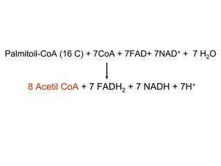Palmitoil-CoA (16 C) + 7CoA + 7FAD+ 7NAD+ + 7 H2O


     8 Acetil CoA + 7 FADH2 + 7 NADH + 7H+
 