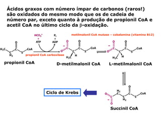 Ácidos graxos com número ímpar de carbonos (raros!)
 são oxidados do mesmo modo que os de cadeia de
 número par, exceto quanto à produção de propionil CoA e
 acetil CoA no último ciclo da β-oxidação.

                                     metilmalonil CoA mutase – cobalamina (vitamina B12)




         propionil CoA carboxilase


propionil CoA                D-metilmalonil CoA             L-metilmalonil CoA




                      Ciclo de Krebs


                                                             Succinil CoA
 