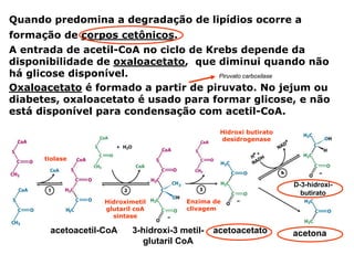 Quando predomina a degradação de lipídios ocorre a
formação de corpos cetônicos.
A entrada de acetil-CoA no ciclo de Krebs depende da
disponibilidade de oxaloacetato, que diminui quando não
há glicose disponível.                Piruvato carboxilase

Oxaloacetato é formado a partir de piruvato. No jejum ou
diabetes, oxaloacetato é usado para formar glicose, e não
está disponível para condensação com acetil-CoA.

                                                 Hidroxi butirato
                                                 desidrogenase


      tiolase



                                                                    D-3-hidroxi-
                                                                      butirato
                   Hidroximetil         Enzima de
                   glutaril coA         clivagem
                     sintase

       acetoacetil-CoA     3-hidroxi-3 metil-   acetoacetato        acetona
                              glutaril CoA
 