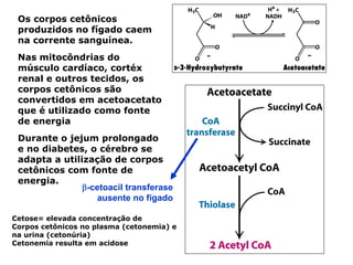 Os corpos cetônicos
 produzidos no fígado caem
 na corrente sanguínea.
 Nas mitocôndrias do
 músculo cardíaco, cortéx
 renal e outros tecidos, os
 corpos cetônicos são
 convertidos em acetoacetato
 que é utilizado como fonte
 de energia
 Durante o jejum prolongado
 e no diabetes, o cérebro se
 adapta a utilização de corpos
 cetônicos com fonte de
 energia.
               β-cetoacil transferase
                   ausente no fígado

Cetose= elevada concentração de
Corpos cetônicos no plasma (cetonemia) e
na urina (cetonúria)
Cetonemia resulta em acidose
 