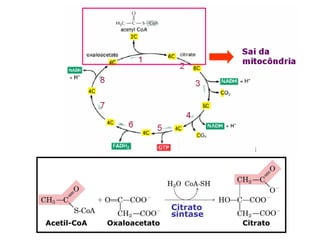 Citrato
                            sintase
Acetil-CoA   Oxaloacetato             Citrato
 