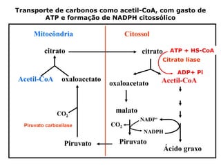 Transporte de carbonos como acetil-CoA, com gasto de
        ATP e formação de NADPH citossólico

     Mitocôndria                      Citossol

          citrato                          citrato    ATP + HS-CoA
                                                   Citrato liase

                                                         ADP+ Pi
Acetil-CoA       oxaloacetato                      Acetil-CoA
                                oxaloacetato



               CO2               malato
                                           NADP+
  Piruvato carboxilase          CO2
                                            NADPH

                  Piruvato         Piruvato
                                                     Ácido graxo
 