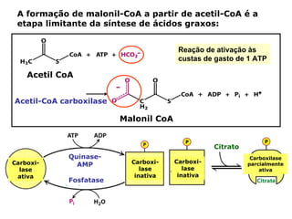 A formação de malonil-CoA a partir de acetil-CoA é a
 etapa limitante da síntese de ácidos graxos:


                                        Reação de ativação às
                                        custas de gasto de 1 ATP

    Acetil CoA


Acetil-CoA carboxilase

                         Malonil CoA


                                                  Citrato
            Quinase-                                         Carboxilase
Carboxi-                   Carboxi-    Carboxi-
              AMP                                           parcialmente
  lase                        lase        lase                  ativa
 ativa                      inativa     inativa
            Fosfatase
 