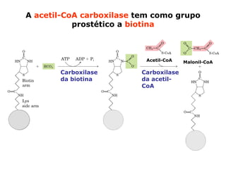A acetil-CoA carboxilase tem como grupo
           prostético a biotina



                          Acetil-CoA   Malonil-CoA

       Carboxilase       Carboxilase
       da biotina        da acetil-
                         CoA
 