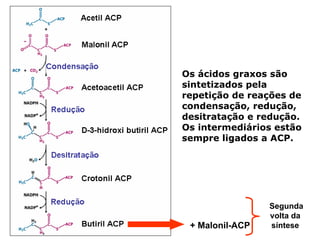Os ácidos graxos são
sintetizados pela
repetição de reações de
condensação, redução,
desitratação e redução.
Os intermediários estão
sempre ligados a ACP.




                 Segunda
                 volta da
 + Malonil-ACP   síntese
 
