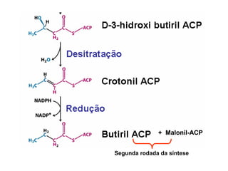 + Malonil-ACP


Segunda rodada da síntese
 