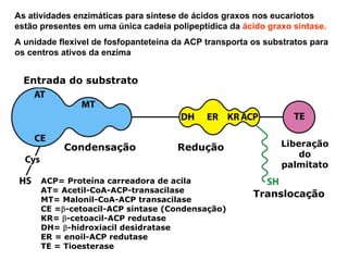 As atividades enzimáticas para síntese de ácidos graxos nos eucariotos
estão presentes em uma única cadeia polipeptídica da ácido graxo sintase.
A unidade flexivel de fosfopanteteína da ACP transporta os substratos para
os centros ativos da enzima


  Entrada do substrato




           Condensação                Redução                 Liberação
                                                                  do
                                                              palmitato
      ACP= Proteína carreadora de acila
      AT= Acetil-CoA-ACP-transacilase
                                                        Translocação
      MT= Malonil-CoA-ACP transacilase
      CE =β-cetoacil-ACP sintase (Condensação)
      KR= β-cetoacil-ACP redutase
      DH= β-hidroxiacil desidratase
      ER = enoil-ACP redutase
      TE = Tioesterase
 
